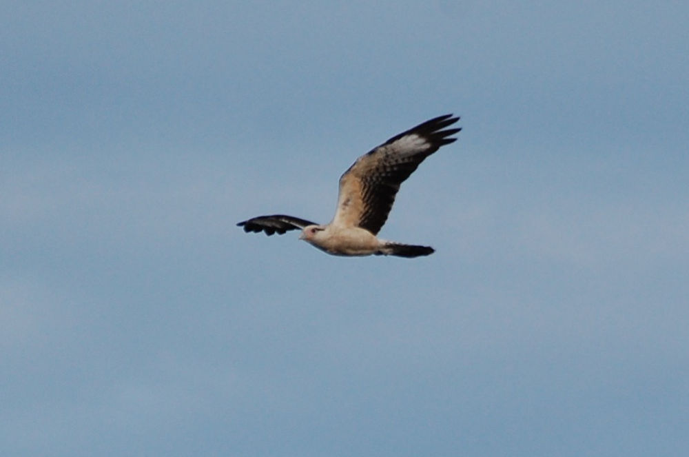 Brasile - Falco sul Rio Pregui�as: Milvago chimachima